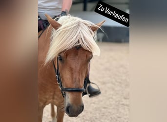 Islandpferd, Stute, 7 Jahre, 146 cm, Fuchs