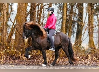 Islandpferd, Stute, 7 Jahre, 146 cm, Rappe