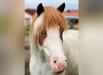 Islandpferd, Stute, 7 Jahre