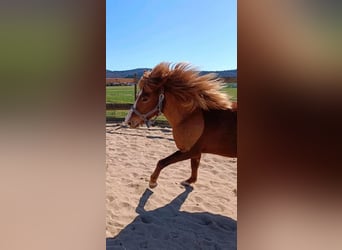 Islandpferd, Stute, 7 Jahre