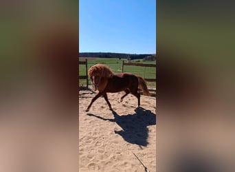 Islandpferd, Stute, 7 Jahre