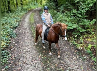 Islandpferd, Stute, 7 Jahre
