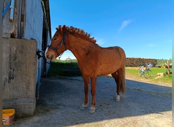 Islandpferd, Stute, 7 Jahre
