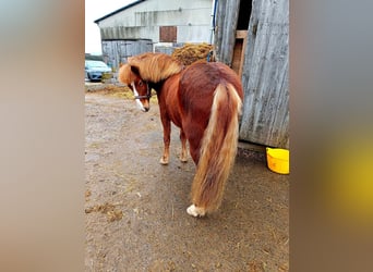 Islandpferd, Stute, 7 Jahre