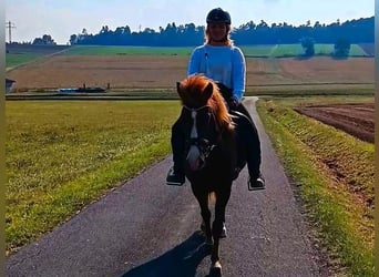 Islandpferd, Stute, 7 Jahre