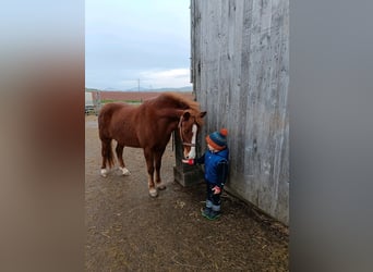 Islandpferd, Stute, 7 Jahre