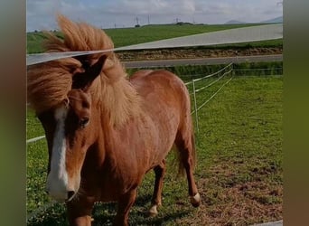Islandpferd, Stute, 7 Jahre