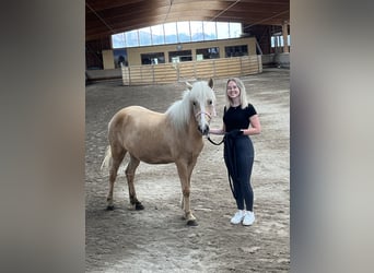 Islandpferd, Stute, 8 Jahre, 135 cm, Palomino