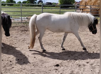 Islandpferd, Stute, 8 Jahre, 135 cm, Schecke