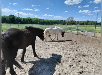 Islandpferd, Stute, 8 Jahre, 135 cm, Schecke