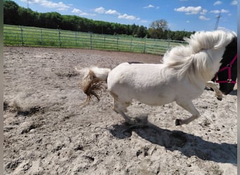 Islandpferd, Stute, 8 Jahre, 135 cm, Schecke