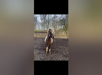 Islandpferd, Stute, 8 Jahre, 135 cm, Schecke