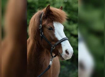 Islandpferd, Stute, 8 Jahre, 137 cm, Dunkelfuchs