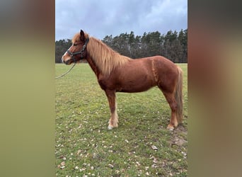 Islandpferd, Stute, 8 Jahre, 137 cm, Fuchs