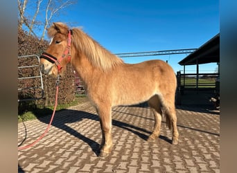 Islandpferd, Stute, 8 Jahre, 138 cm, Falbe