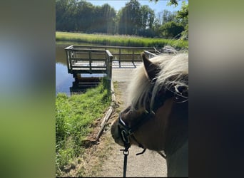 Islandpferd, Stute, 8 Jahre, 138 cm