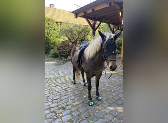 Islandpferd, Stute, 8 Jahre, 138 cm