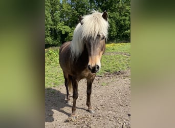 Islandpferd, Stute, 8 Jahre, 138 cm