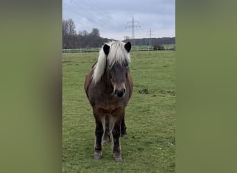 Islandpferd, Stute, 8 Jahre, 138 cm