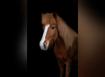 Islandpferd, Stute, 8 Jahre, 138 cm, Fuchs