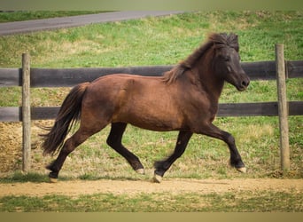 Islandpferd, Stute, 8 Jahre, 138 cm, Rappe