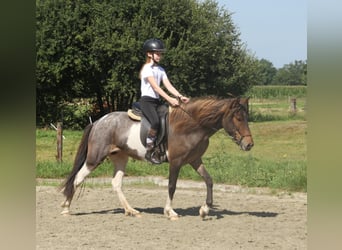 Islandpferd, Stute, 8 Jahre, 138 cm, Schecke
