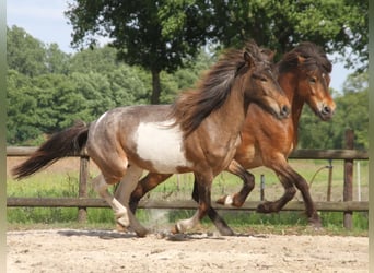 Islandpferd, Stute, 8 Jahre, 138 cm, Schecke