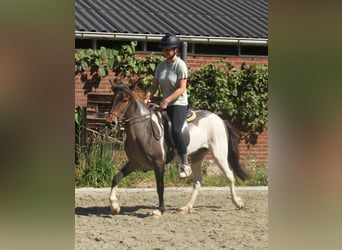 Islandpferd, Stute, 8 Jahre, 138 cm, Schecke