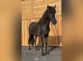 Islandpferd, Stute, 8 Jahre, 139 cm