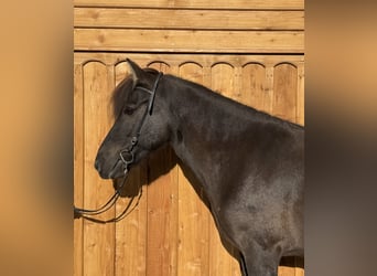 Islandpferd, Stute, 8 Jahre, 139 cm