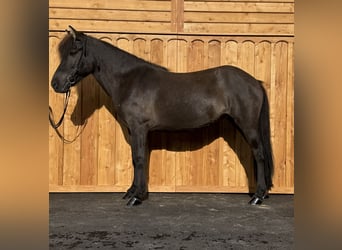 Islandpferd, Stute, 8 Jahre, 139 cm