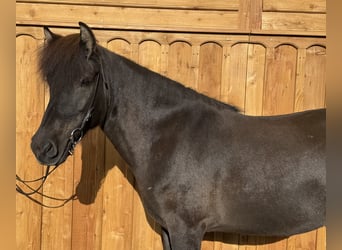 Islandpferd, Stute, 8 Jahre, 139 cm