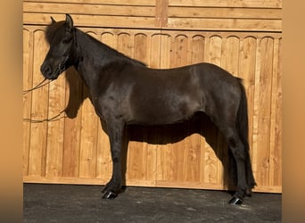 Islandpferd, Stute, 8 Jahre, 139 cm