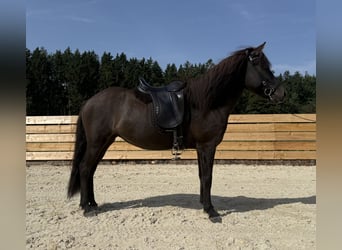 Islandpferd, Stute, 8 Jahre, 139 cm