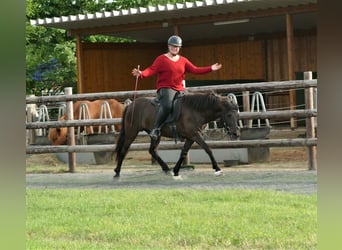 Islandpferd, Stute, 8 Jahre, 139 cm, Rappe