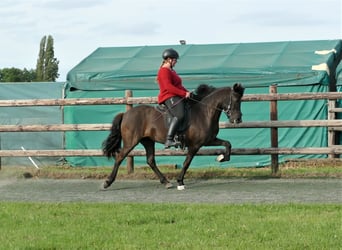 Islandpferd, Stute, 8 Jahre, 139 cm, Rappe