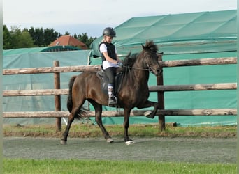 Islandpferd, Stute, 8 Jahre, 139 cm, Rappe