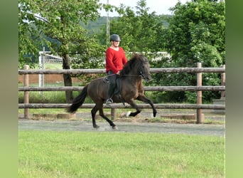 Islandpferd, Stute, 8 Jahre, 139 cm, Rappe
