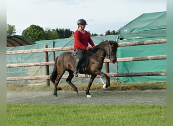 Islandpferd, Stute, 8 Jahre, 139 cm, Rappe