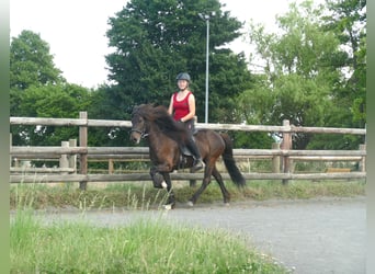 Islandpferd, Stute, 8 Jahre, 139 cm, Rappe