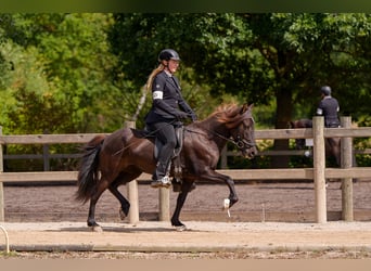 Islandpferd, Stute, 8 Jahre, 139 cm, Rappe