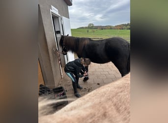 Islandpferd, Stute, 8 Jahre, 139 cm, Rappe