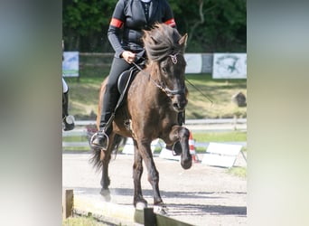 Islandpferd, Stute, 8 Jahre, 139 cm, Rappe