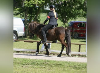 Islandpferd, Stute, 8 Jahre, 139 cm, Rappe