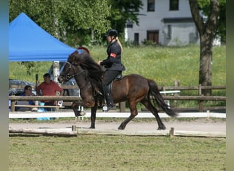 Islandpferd, Stute, 8 Jahre, 139 cm, Rappe