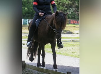 Islandpferd, Stute, 8 Jahre, 139 cm, Rappe