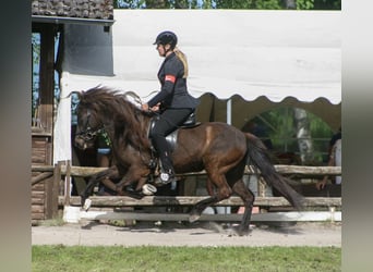 Islandpferd, Stute, 8 Jahre, 139 cm, Rappe