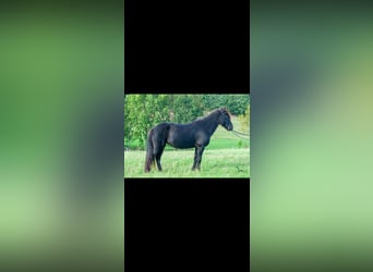 Islandpferd, Stute, 8 Jahre, 139 cm, Rappe