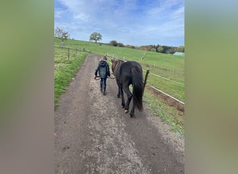 Islandpferd, Stute, 8 Jahre, 139 cm, Rappe