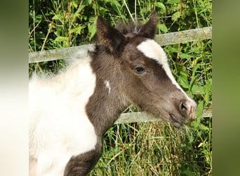 Islandpferd, Stute, 8 Jahre, 139 cm, Roan-Blue